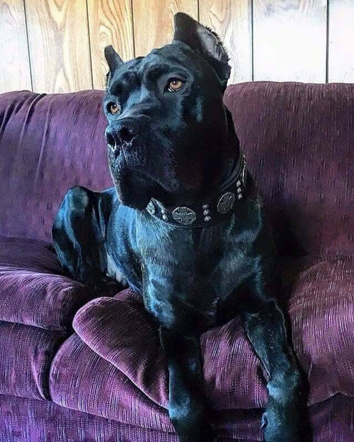 "Maximus Silver" BIG dog SET- Harness - collar - lead. Black Leads & Head Collars - Lazy Paper Club