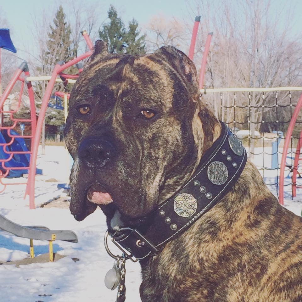 "Maximus Silver" BIG dog SET- Harness - collar - lead. Black Leads & Head Collars - Lazy Paper Club