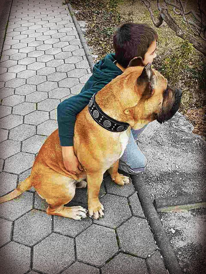 "Maximus Silver" BIG dog SET- Harness - collar - lead. Black Leads & Head Collars - Lazy Paper Club