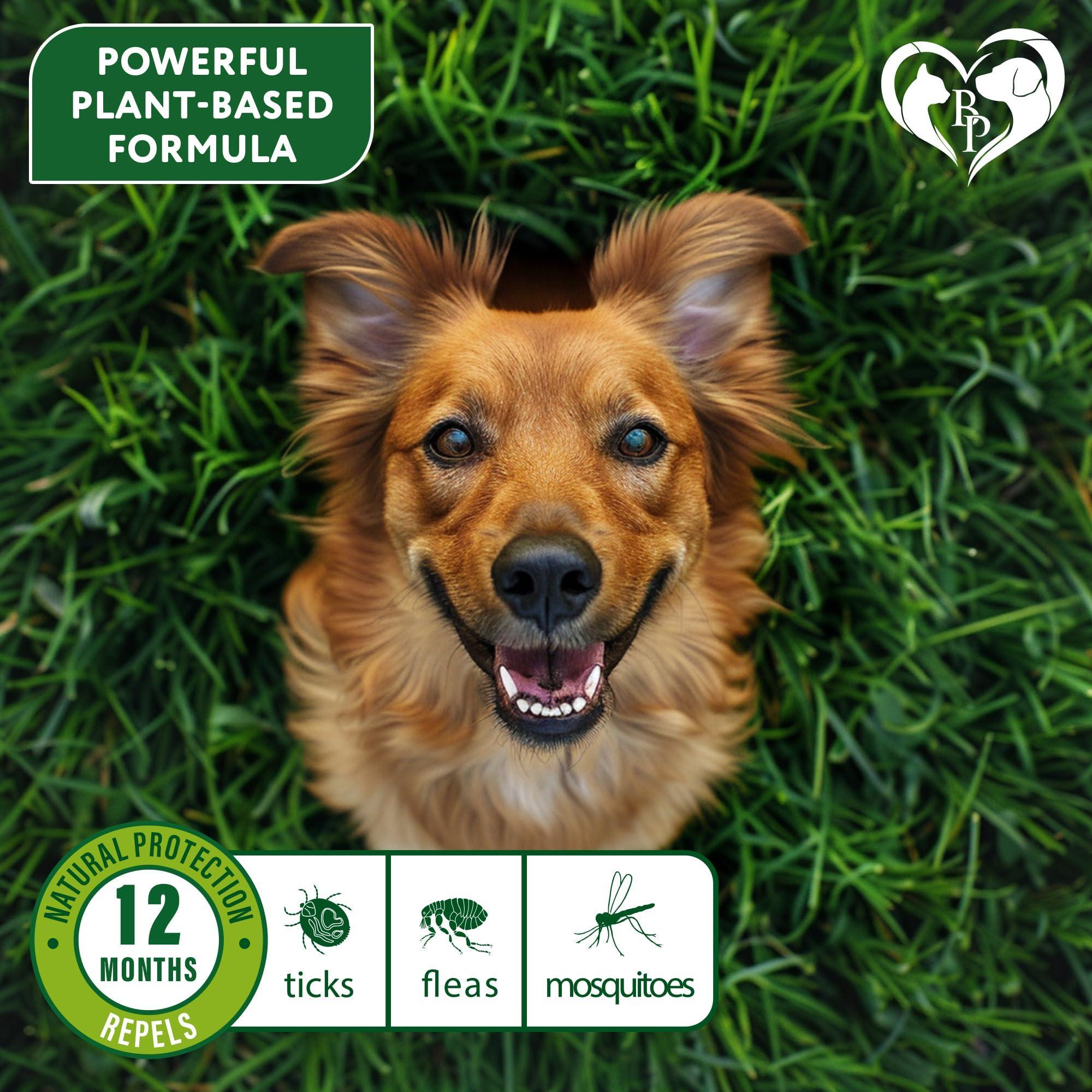 Natural Flea & Tick Collar for Dogs 6 Months Control of Best Prevention & Safe Treatment Anti Fleas and Ticks Essential Oil Repellent (1 Pack 2 Count) Pet Flea & Tick Collars & Dogs - Lazy Paper Club