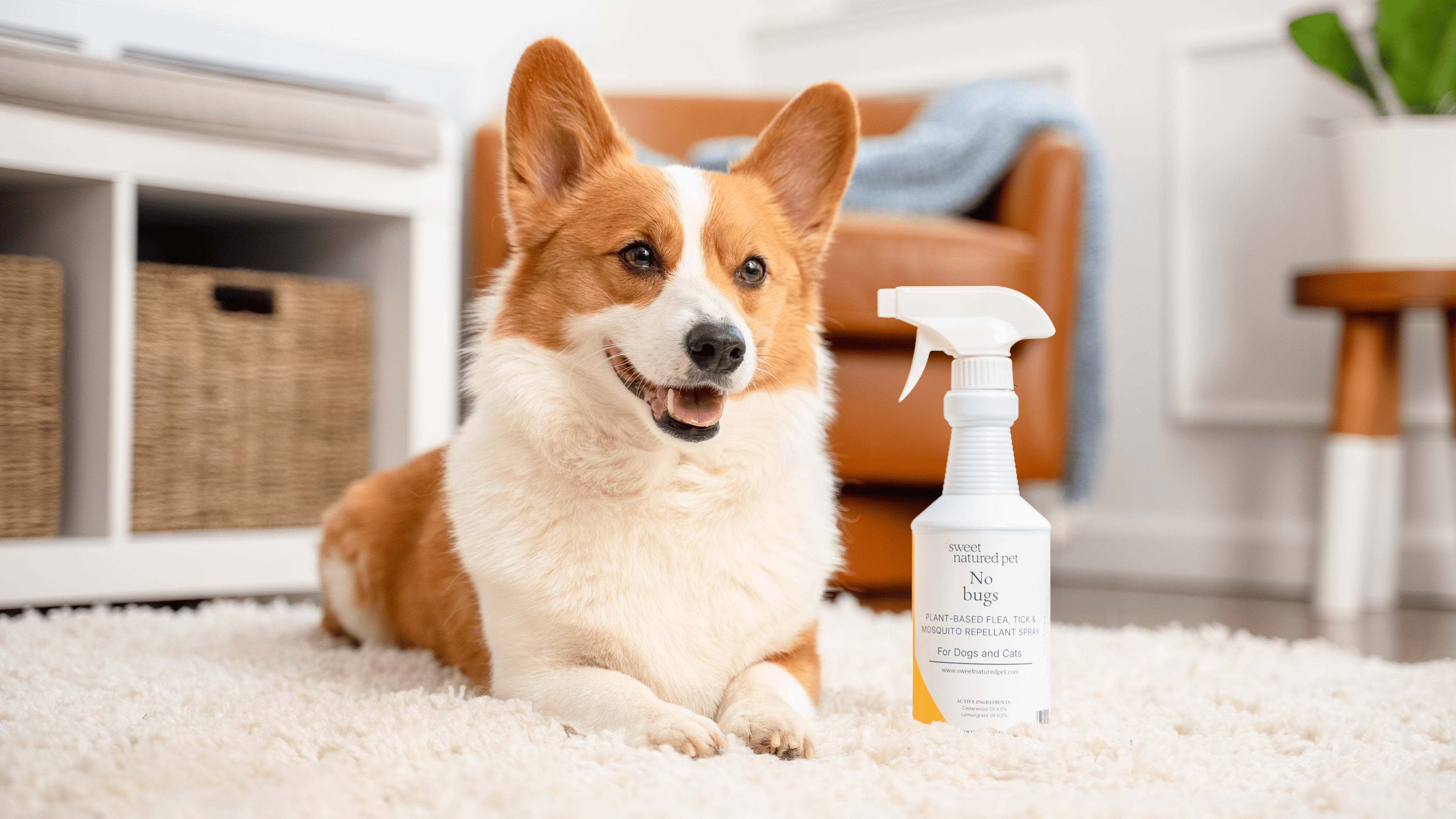 Natural Flea, Tick & Mosquito Spray for Dogs & Cats natural flea, tick and mosquito prevention for pets - Lazy Paper Club
