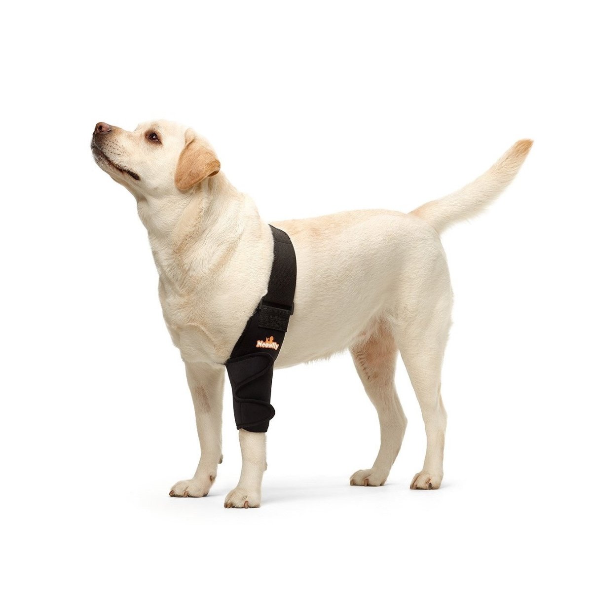 NeoAlly Elbow and Shoulder Brace for Dogs and Cats - Optimal Support for Pet Mobility - Lazy Paper Club