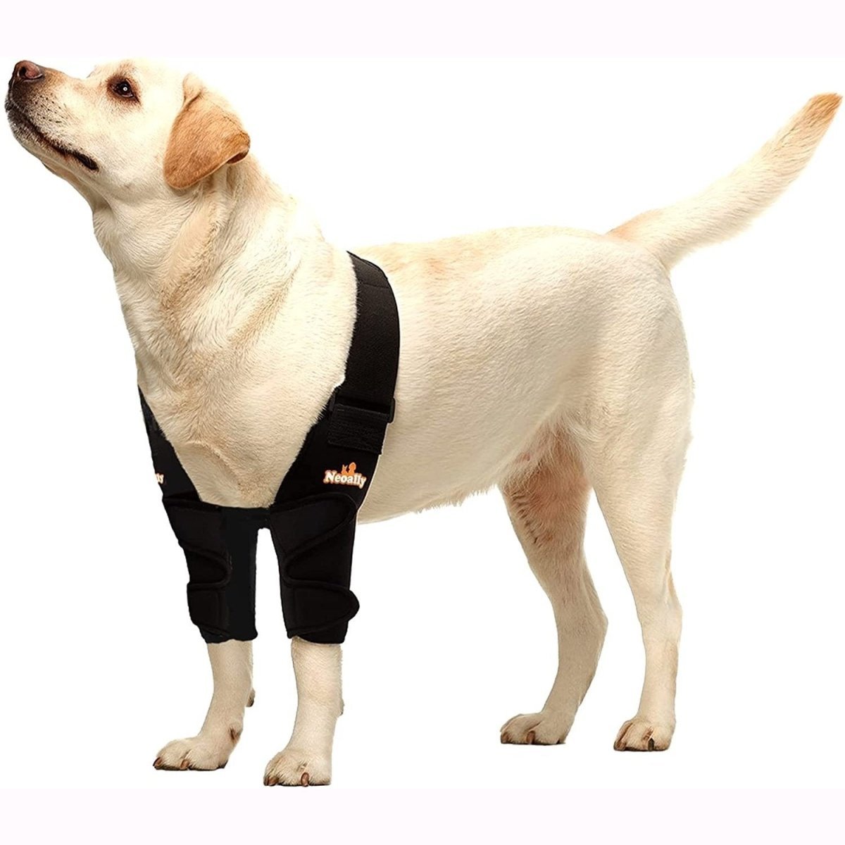 NeoAlly Elbow and Shoulder Brace for Dogs and Cats - Optimal Support for Pet Mobility - Lazy Paper Club