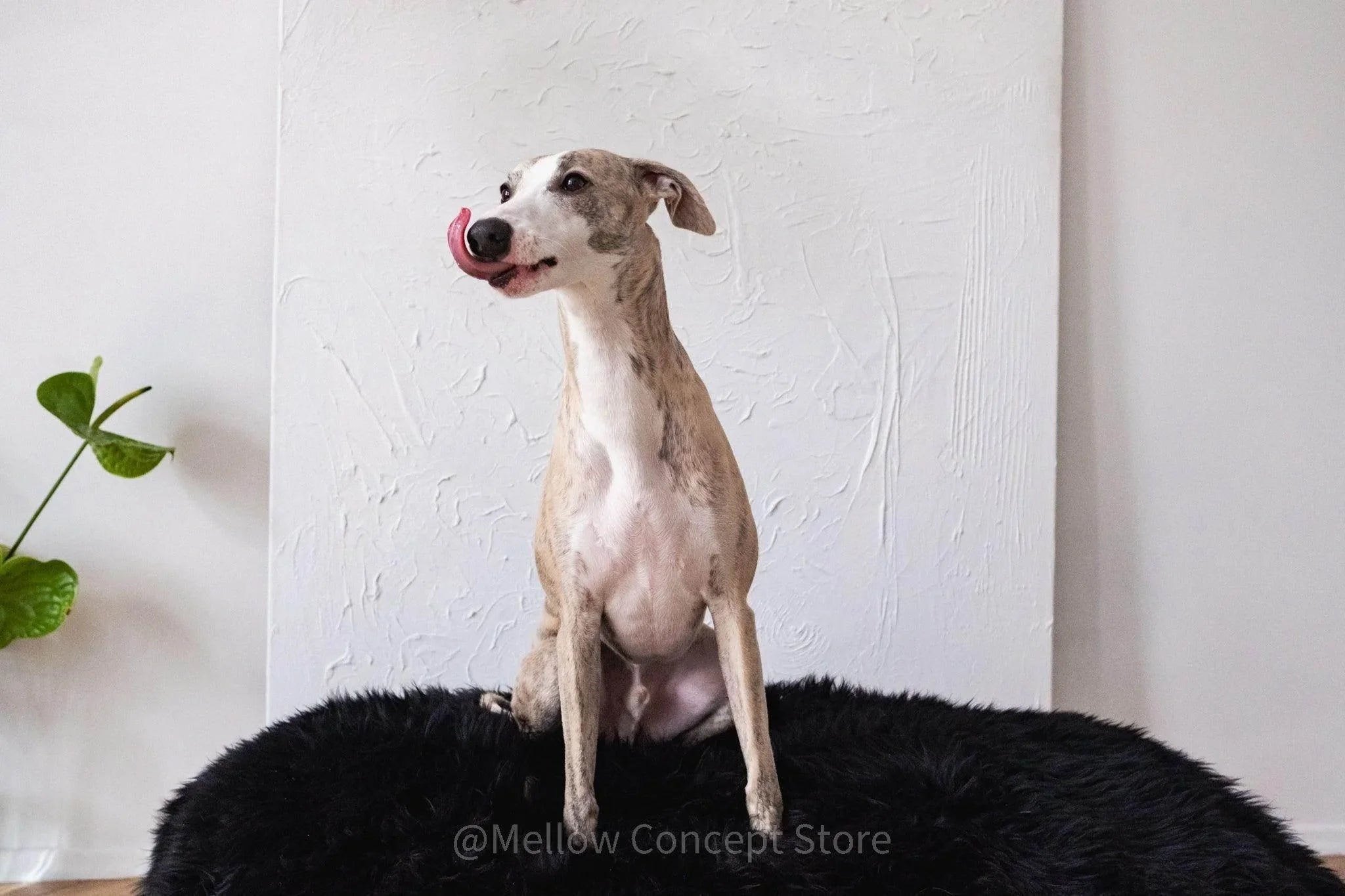 Oval Sheepskin™ Luxury Pet Bed Pet Beds & Blankets - Lazy Paper Club