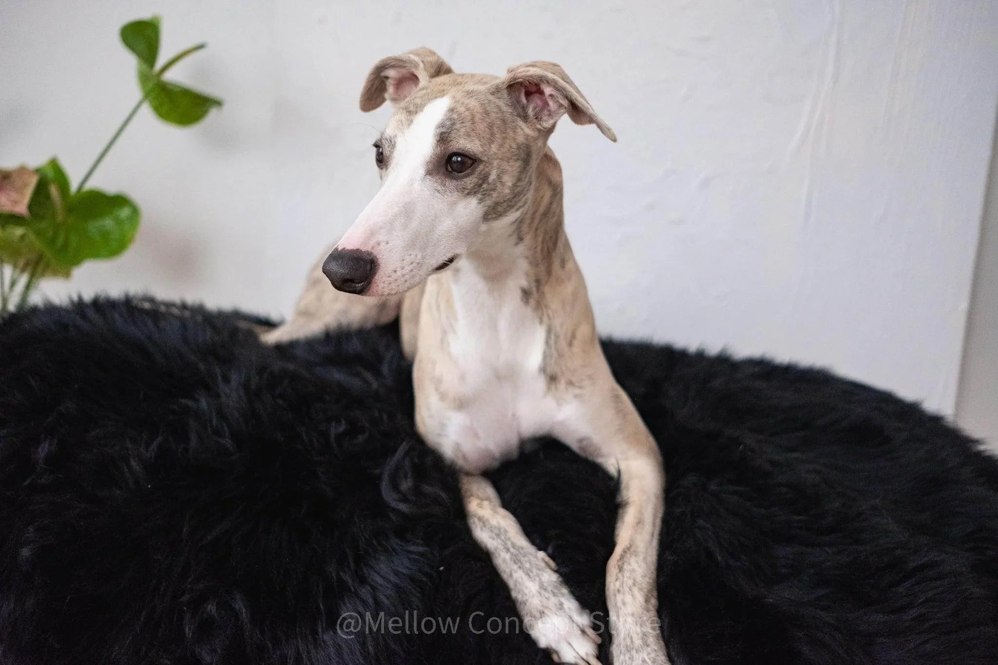Oval Sheepskin™ Luxury Pet Bed Pet Beds & Blankets - Lazy Paper Club