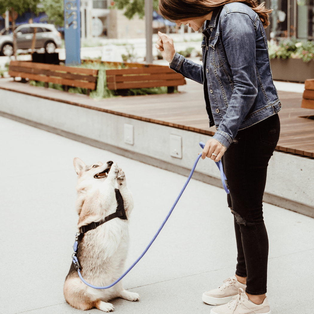 Patented Magnetic Dog Leash - One-Hand Connect & Release Pet Leash - Lazy Paper Club