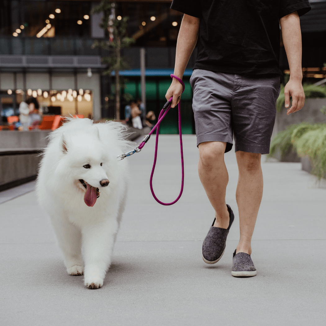 Patented Magnetic Dog Leash - One-Hand Connect & Release Pet Leash - Lazy Paper Club
