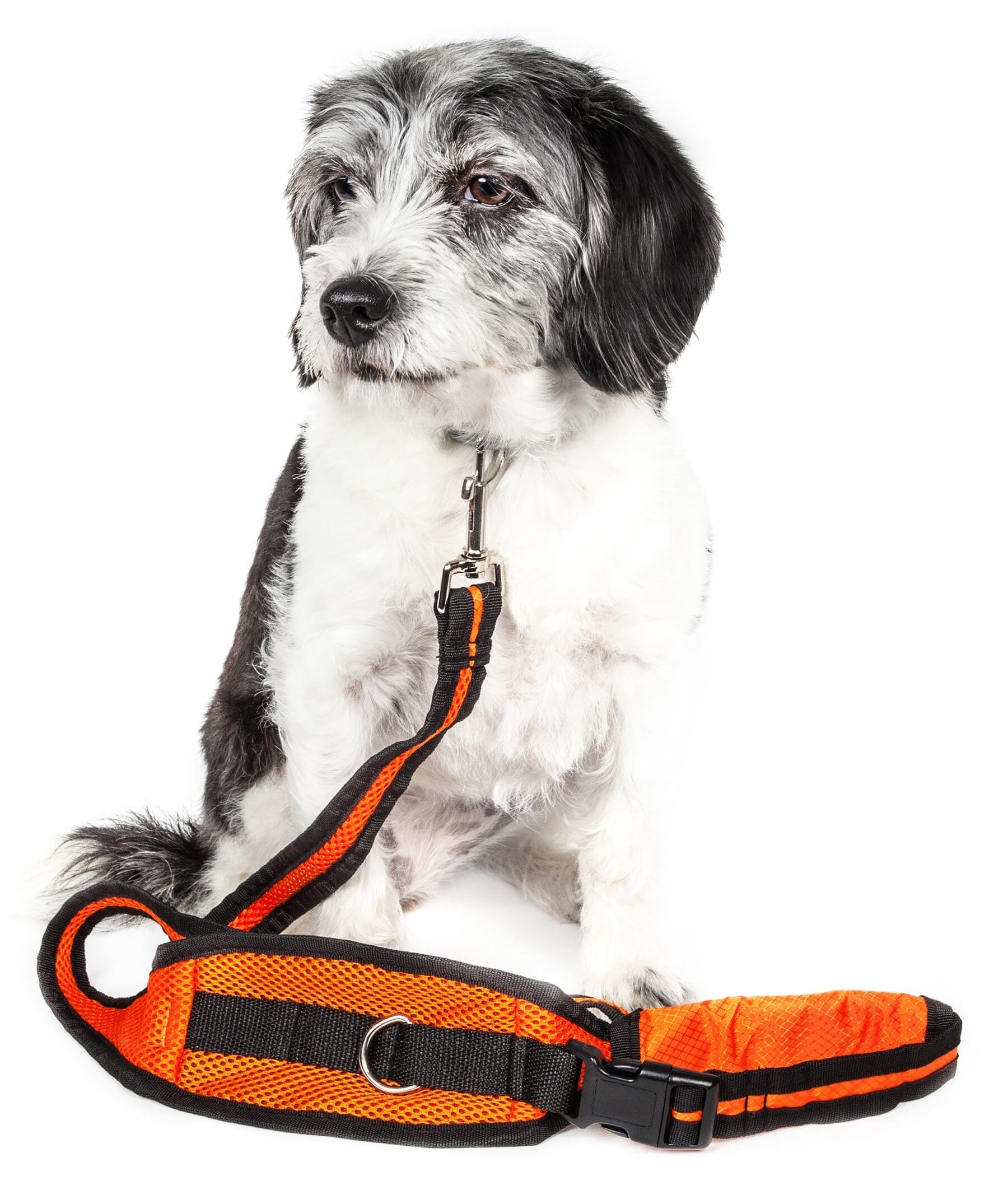Pet Life ® 'Echelon' Hands Free and Convertible 2-In-1 Training Pet Dog Leash and Pet Belt Trainer Collars, Harnesses and Leashes - Lazy Paper Club