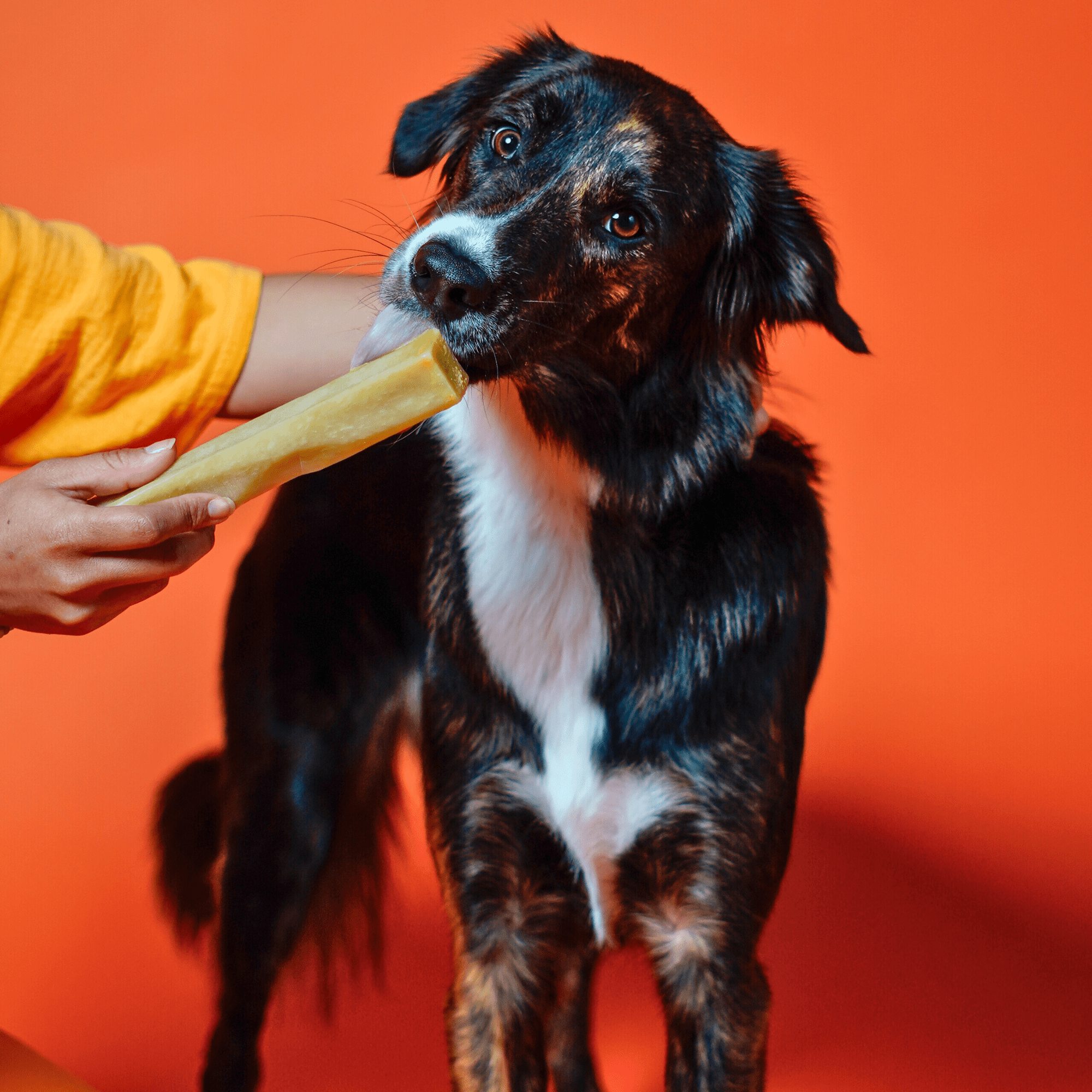 Pumpkin Yak Chews for Dogs PUMPKIN YAK CHEWS - Lazy Paper Club