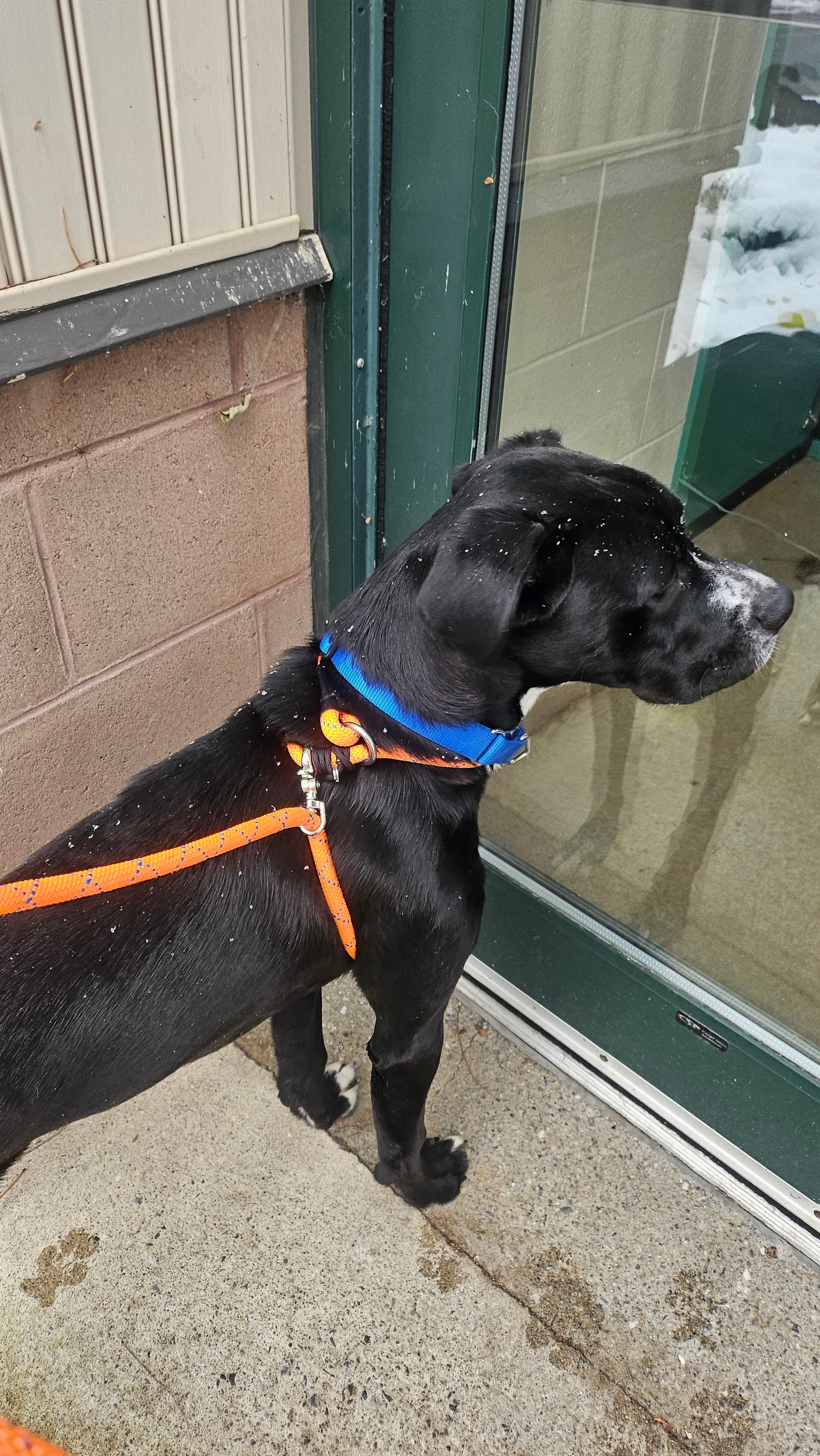 Rescue Pro Harness Leash Leash - Lazy Paper Club