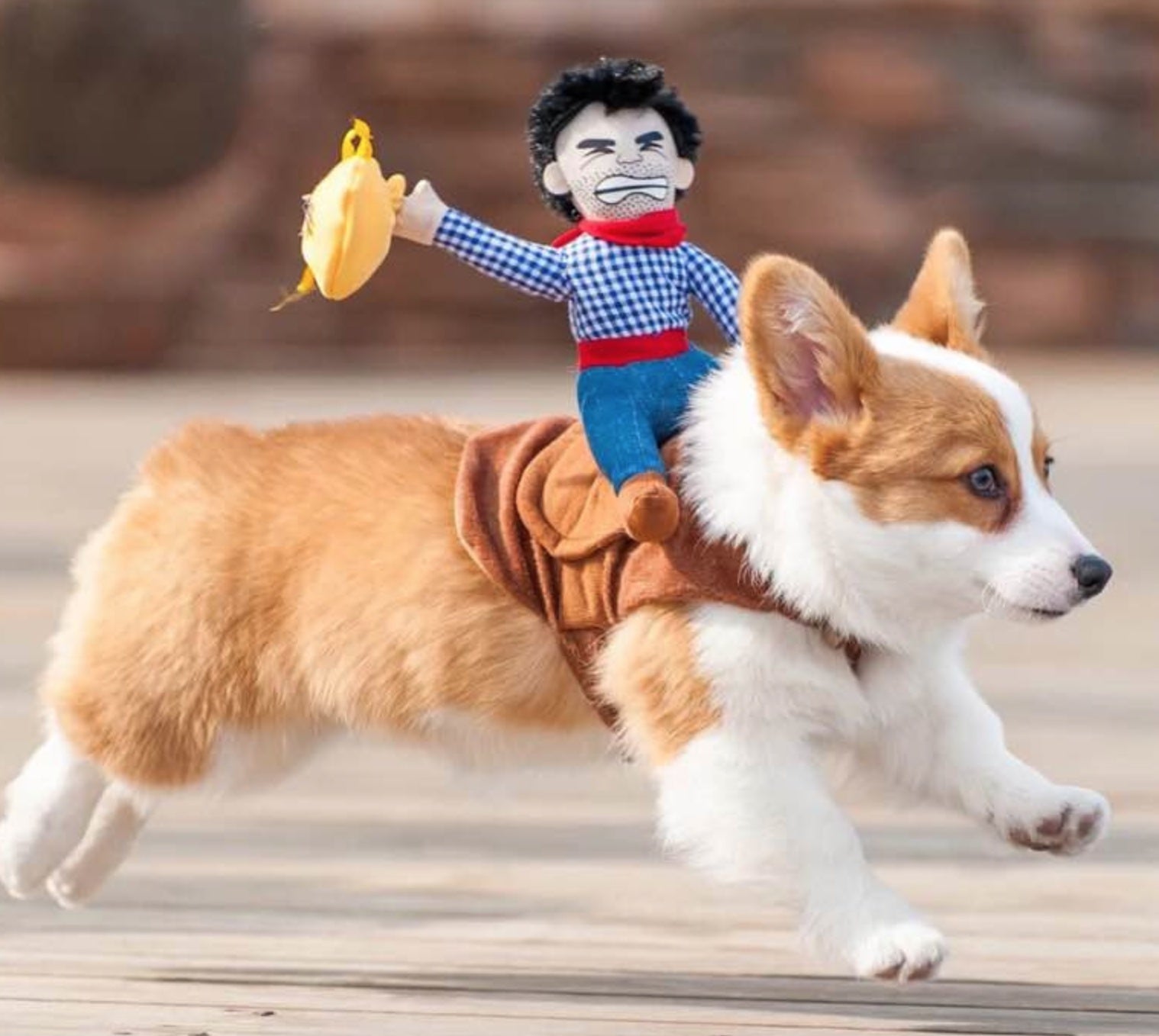 Riding clothes pet clothes 0 - Lazy Paper Club