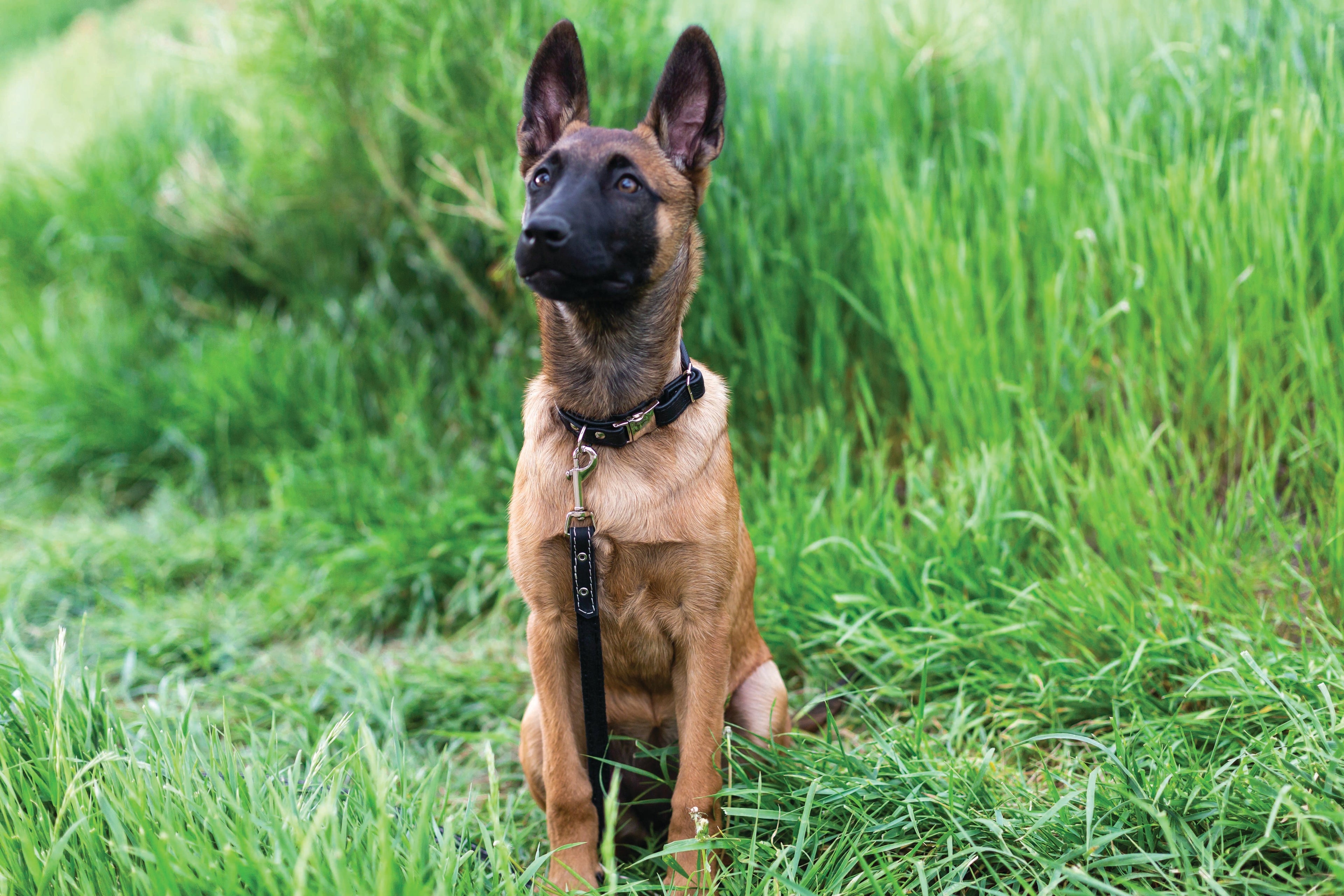Rolled Leather Quick-Release Dog Collar - Lazy Paper Club