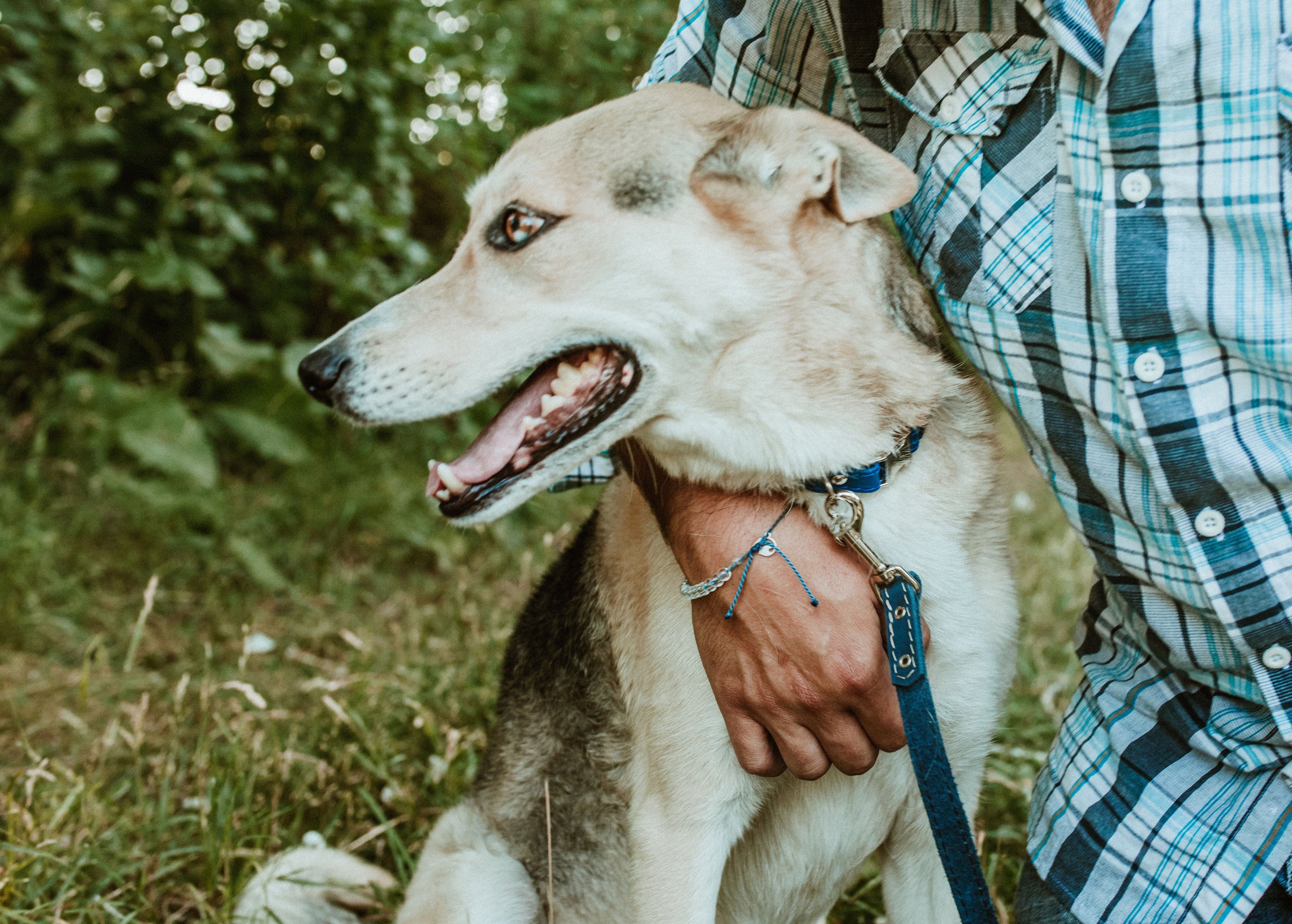 Rolled Leather Quick-Release Dog Collar - Lazy Paper Club