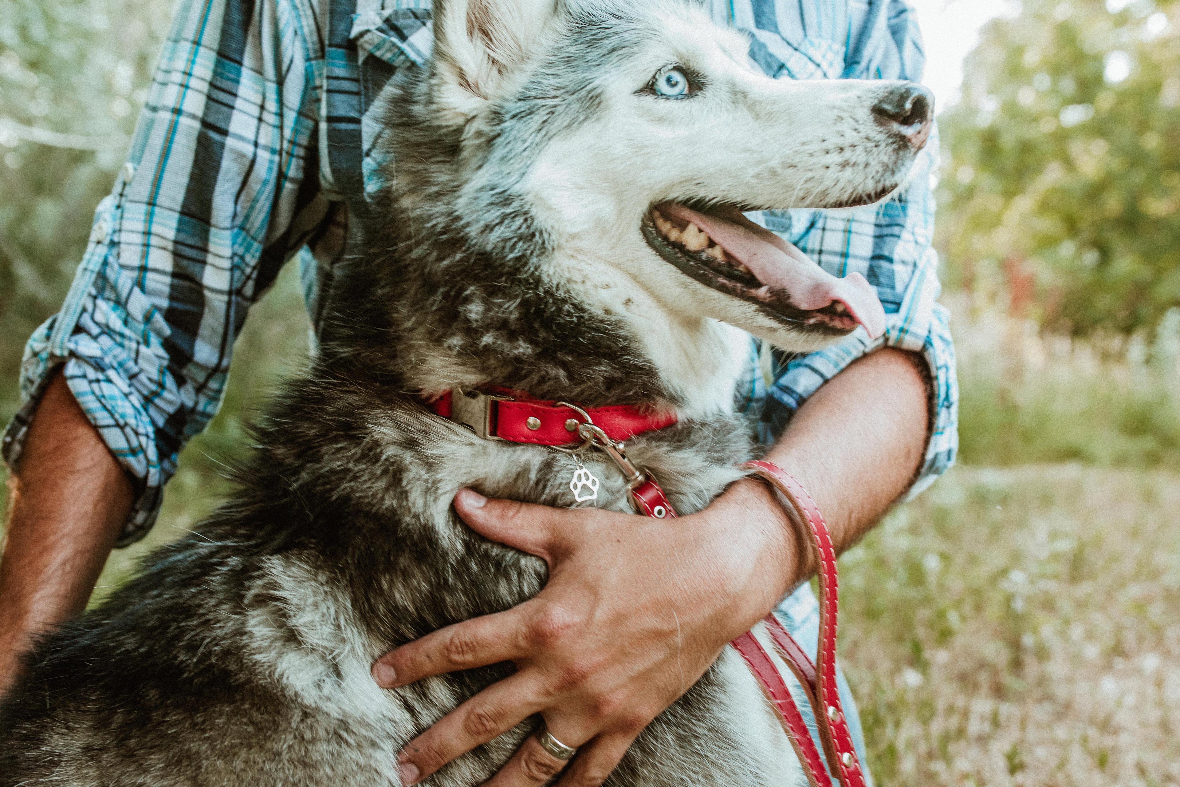 Rolled Leather Quick-Release Dog Collar - Lazy Paper Club