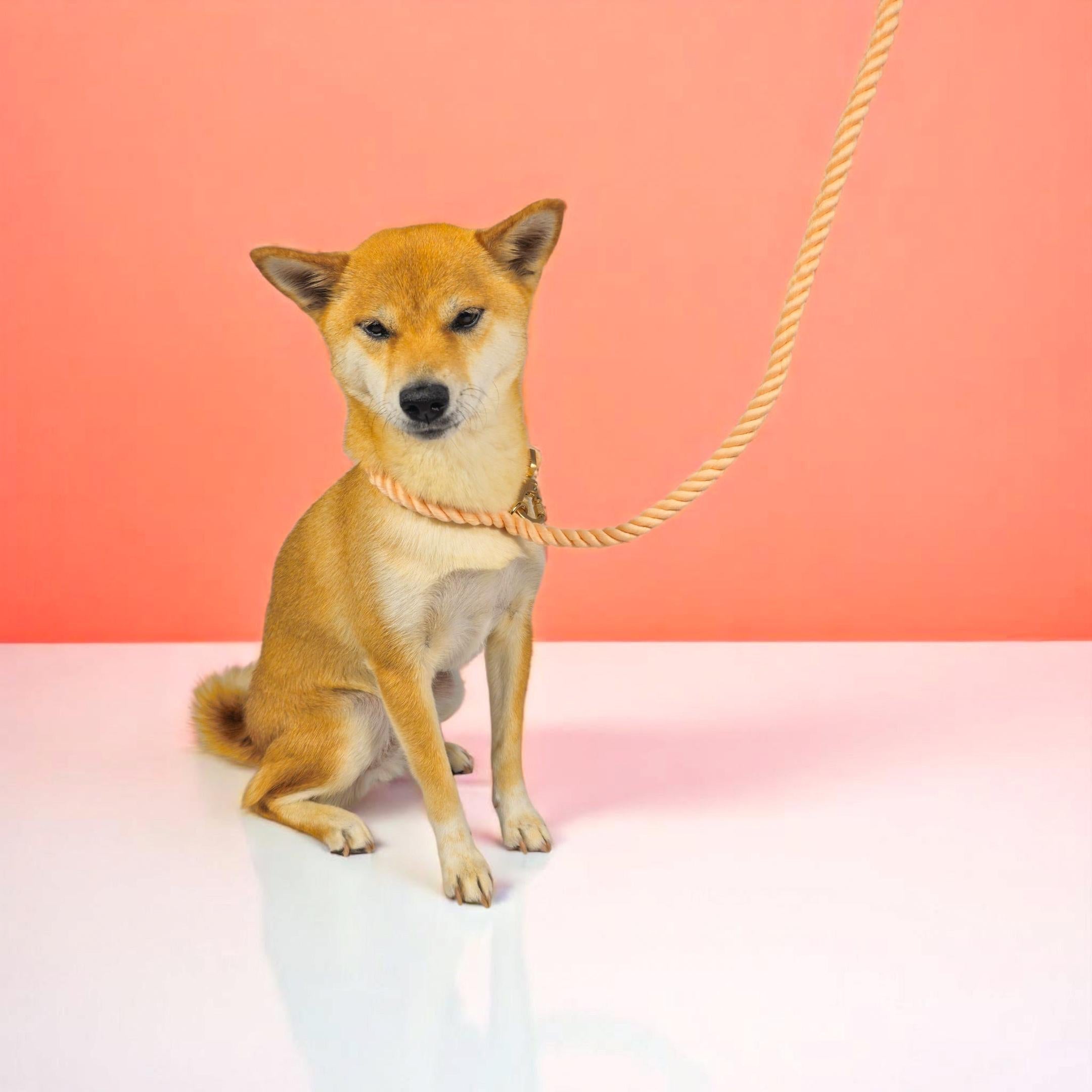 Rope Leash Leashes - Lazy Paper Club
