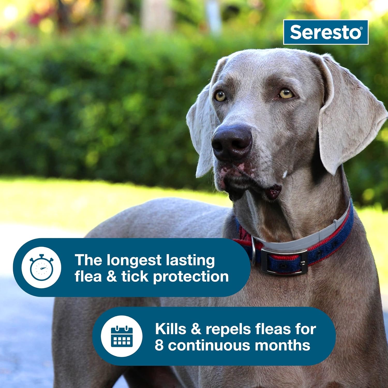Seresto Flea & Tick Dog Collars Animal Health & Wellness > Flea & Tick Control - Lazy Paper Club