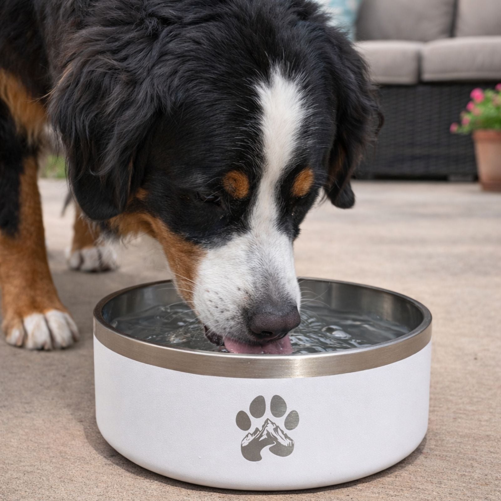 Stainless Steel Feeder Bowl Bowl - Lazy Paper Club