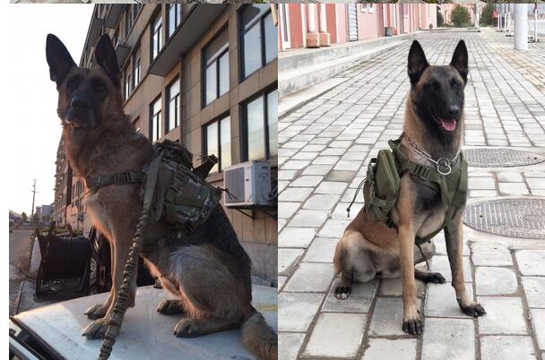 Tactical dog clothes outdoor dog vest 0 - Lazy Paper Club