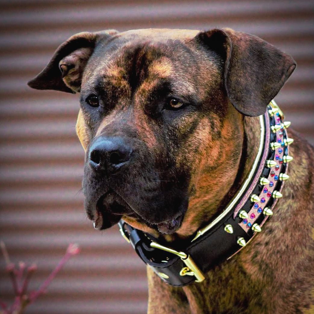 The Candy Dog Collar Black Collars - Lazy Paper Club