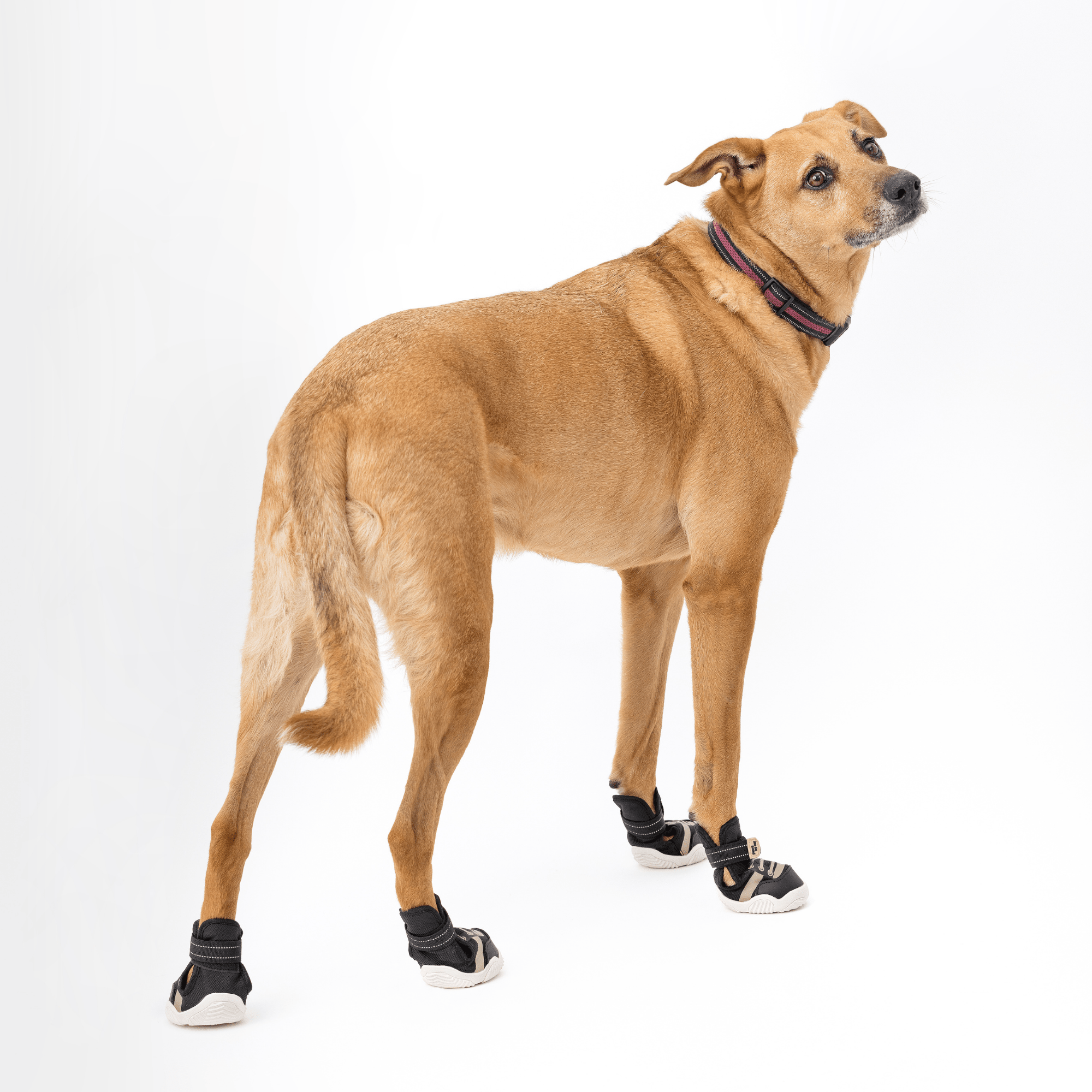 The Kai- Dog Sneaker - Lazy Paper Club