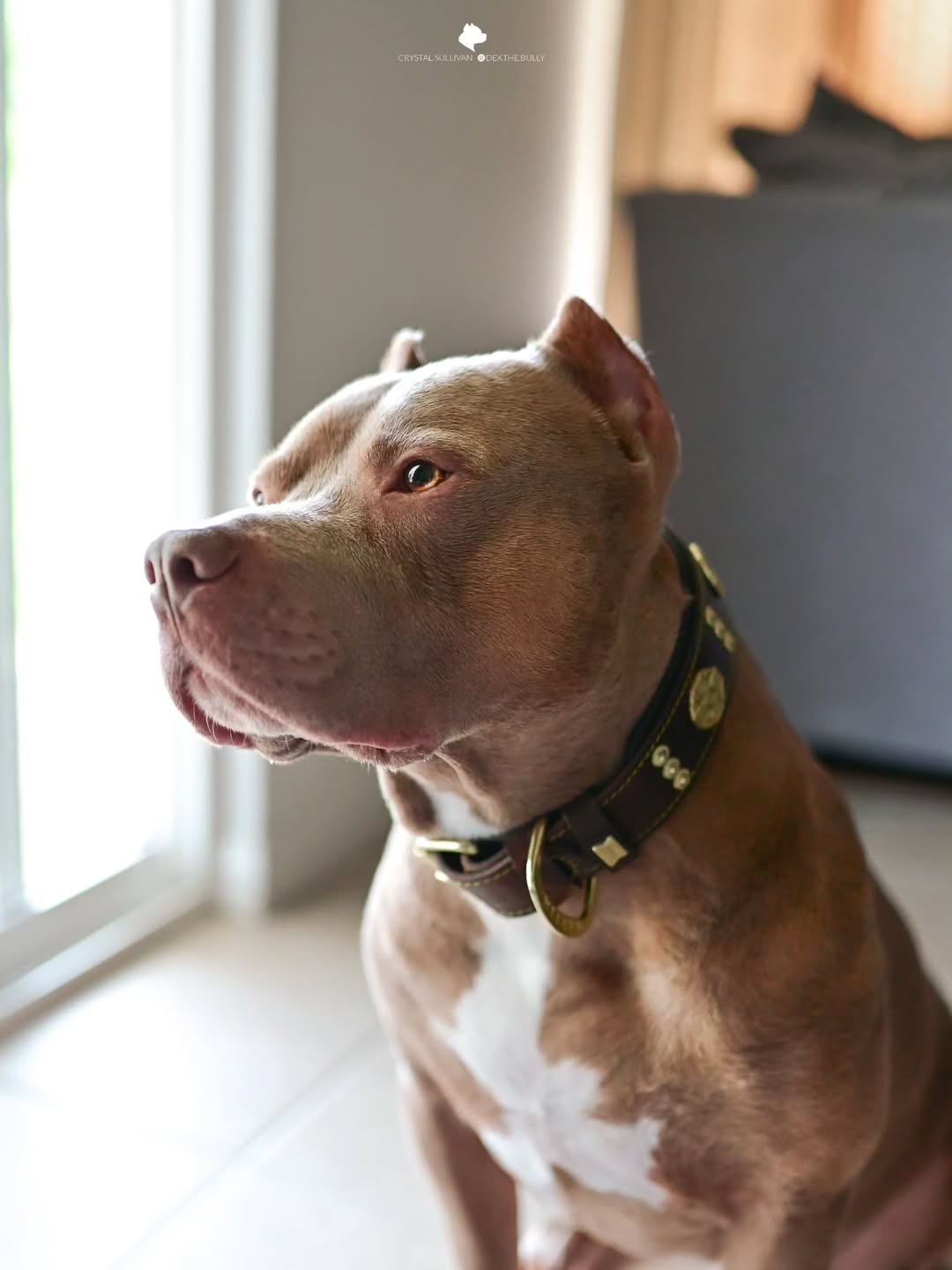 The "Maximus" collar 2.5 inch wide brown & gold Collars - Lazy Paper Club