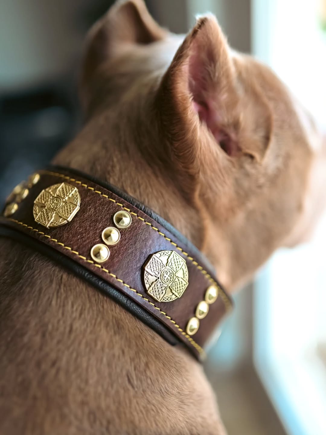 The "Maximus" collar 2.5 inch wide brown & gold Collars - Lazy Paper Club