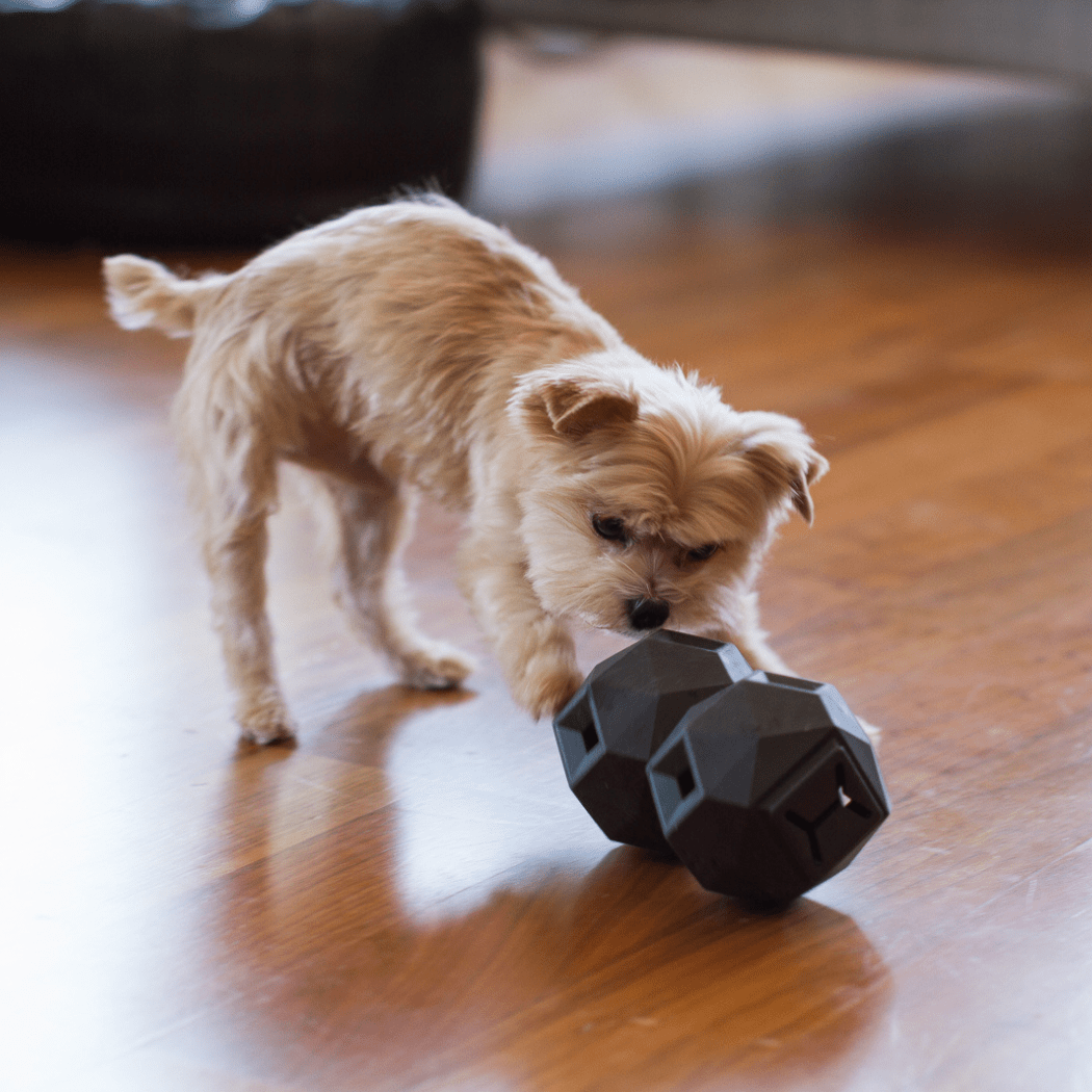 The Odin Treat Dispensing Toy For Dogs Dog Toys - Lazy Paper Club