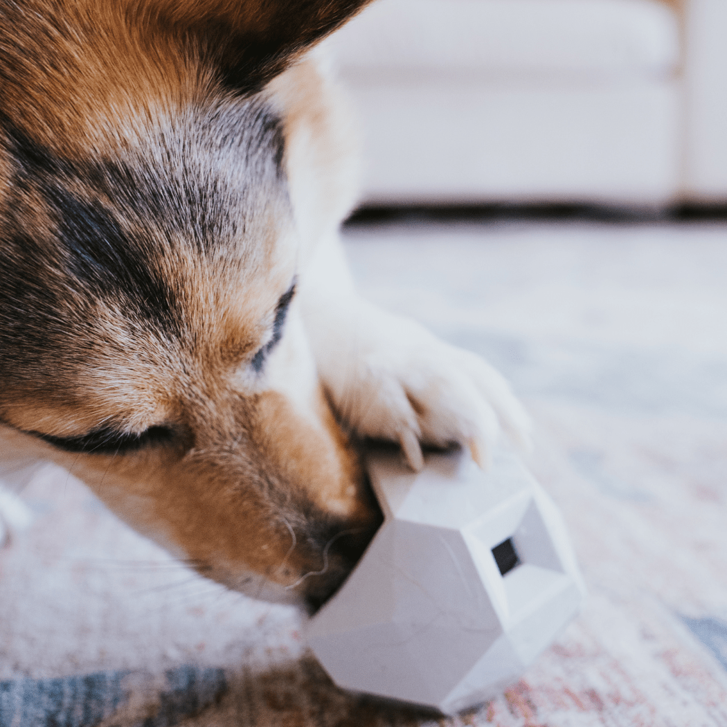 The Odin Treat Dispensing Toy For Dogs Dog Toys - Lazy Paper Club