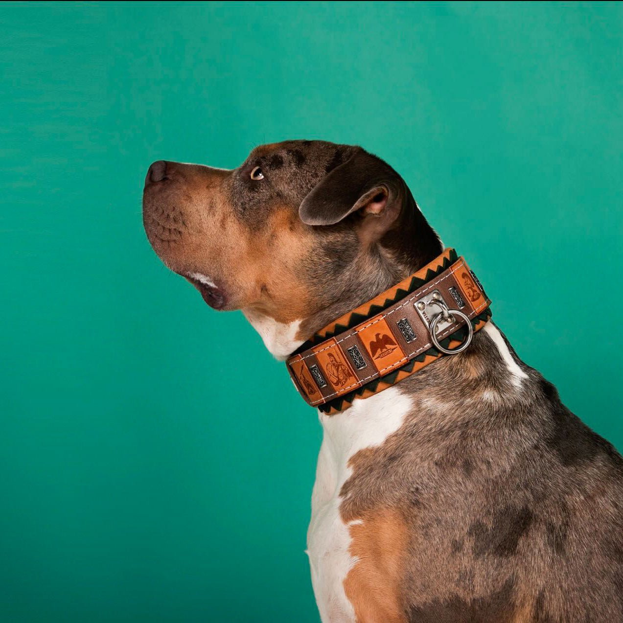 The ''SPQR'' Dog Collar Collars - Lazy Paper Club