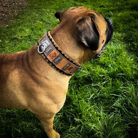 The ''SPQR'' Dog Collar Collars - Lazy Paper Club