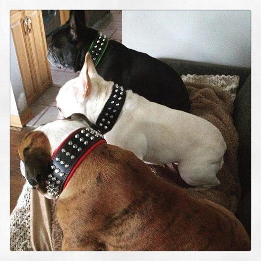The "Stud" dog collar - Lazy Paper Club