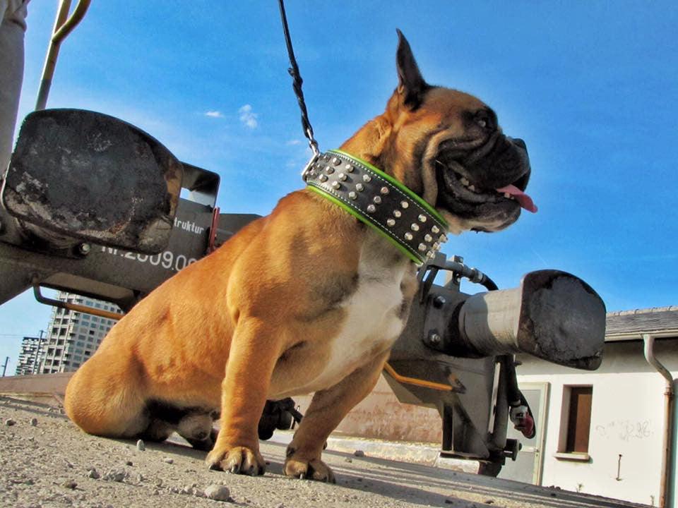 The "Stud" dog collar - Lazy Paper Club