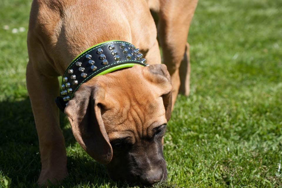 The "Stud" dog collar - Lazy Paper Club