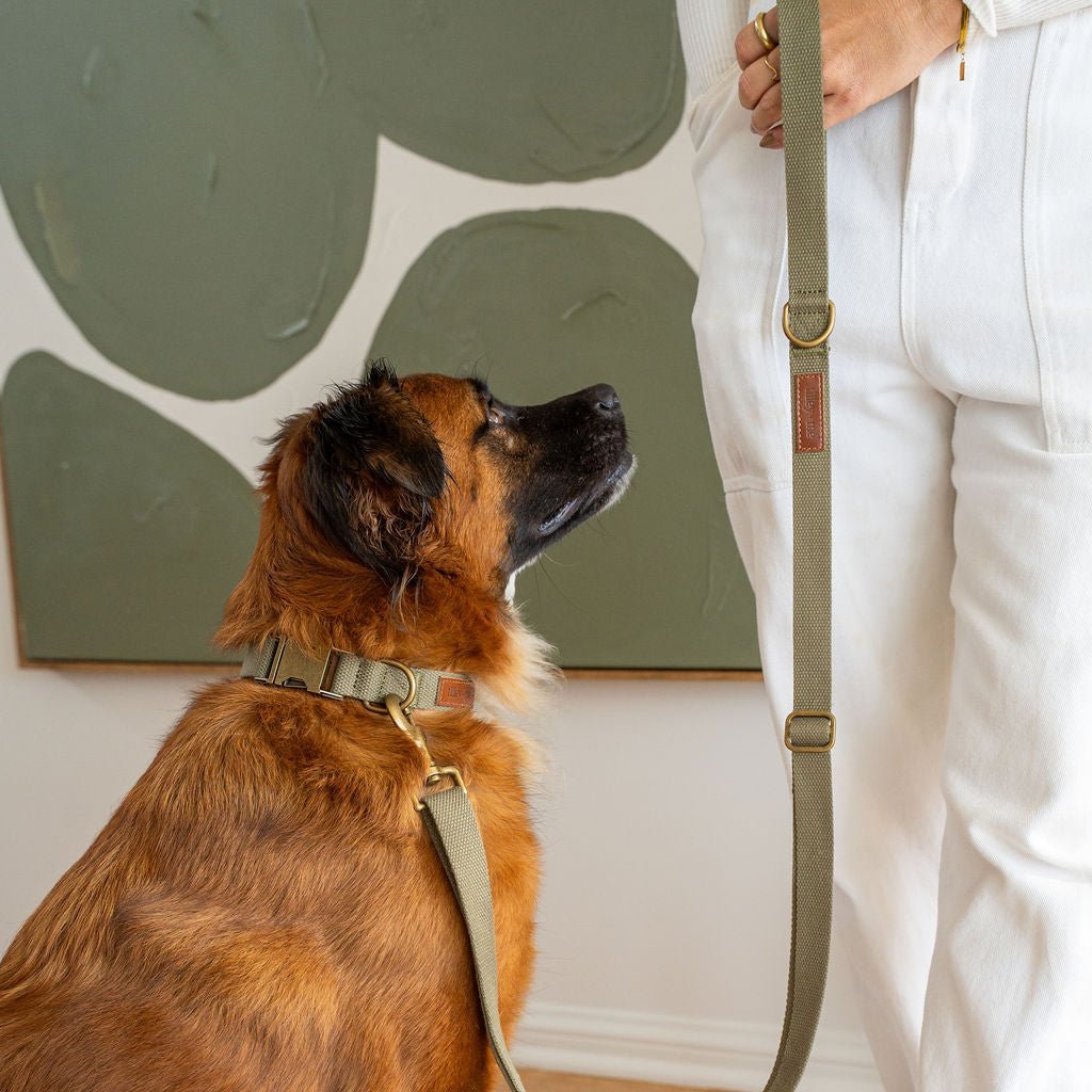 Tilley + Me Hemp Cotton Dog Collar – Durable, Adjustable, Soft – Joshua Tree Collars + Leashes - Lazy Paper Club