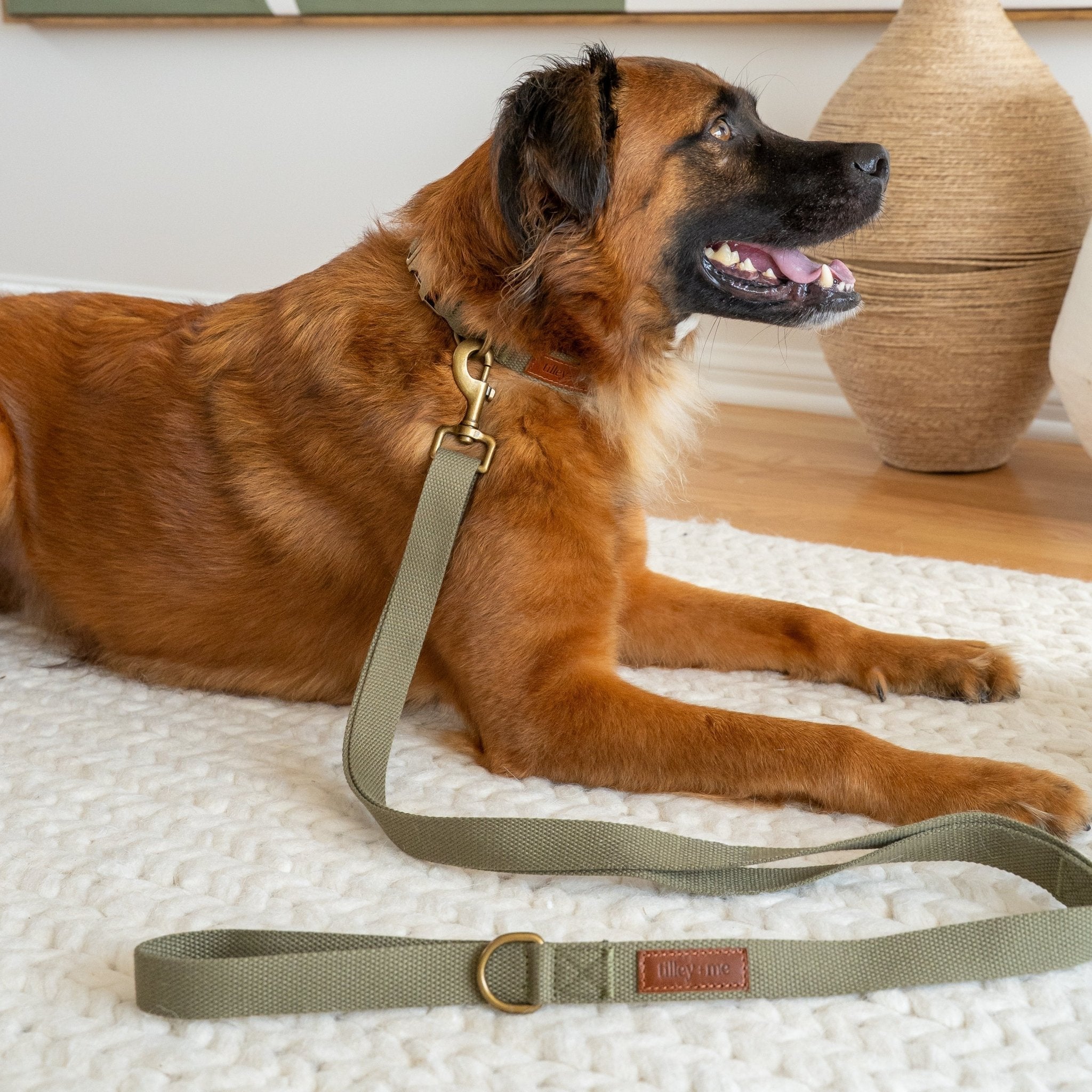 Tilley + Me Hemp Cotton Dog Collar – Durable, Adjustable, Soft – Joshua Tree Collars + Leashes - Lazy Paper Club