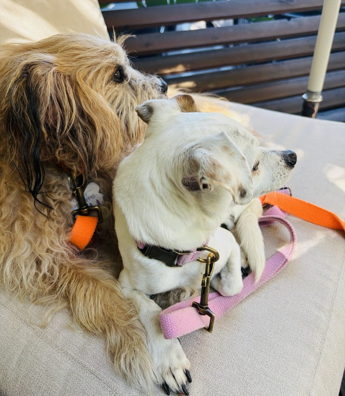 Tilley + Me Hemp Cotton Dog Leash - Durable, Sustainable, Adjustable, Lightweight & Soft-Malibu Collars + Leashes - Lazy Paper Club