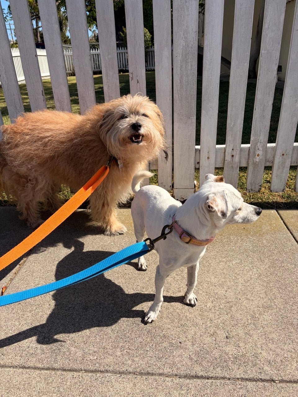 Tilley + Me Hemp Cotton Dog Leash - Durable, Sustainable, Adjustable, Lightweight & Soft-Malibu Collars + Leashes - Lazy Paper Club