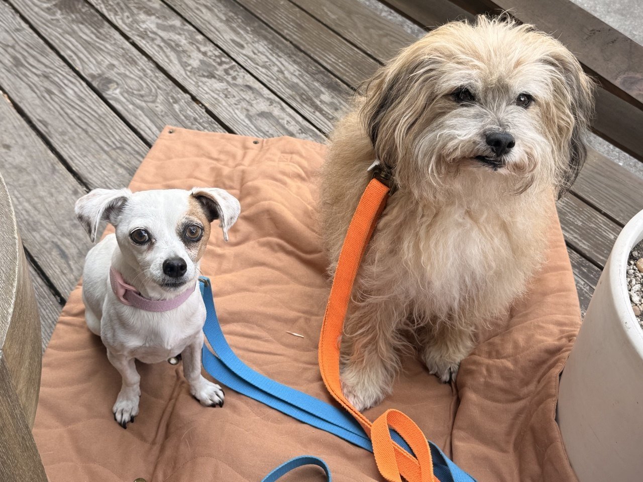 Tilley + Me Hemp Cotton Dog Leash - Durable, Sustainable, Adjustable, Lightweight & Soft-Malibu Collars + Leashes - Lazy Paper Club