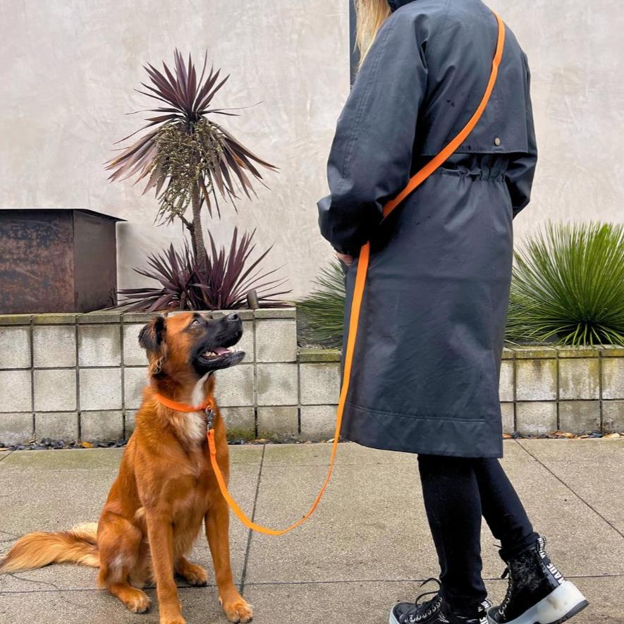 Tilley + Me PVC Dog Collar - All Weather Waterproof Durable & Odor-Resistant Collars + Leashes - Lazy Paper Club