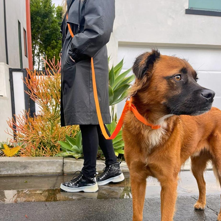 Tilley + Me PVC Dog Collar - All Weather Waterproof Durable & Odor-Resistant Collars + Leashes - Lazy Paper Club
