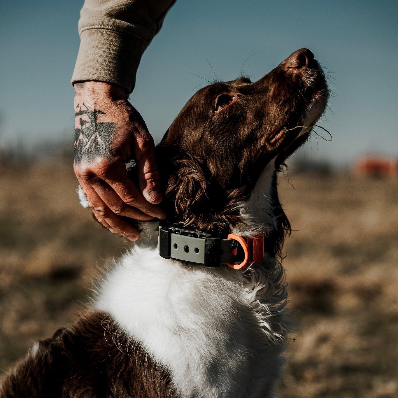 Training Collar Setup Hoss Straps™ - Lazy Paper Club
