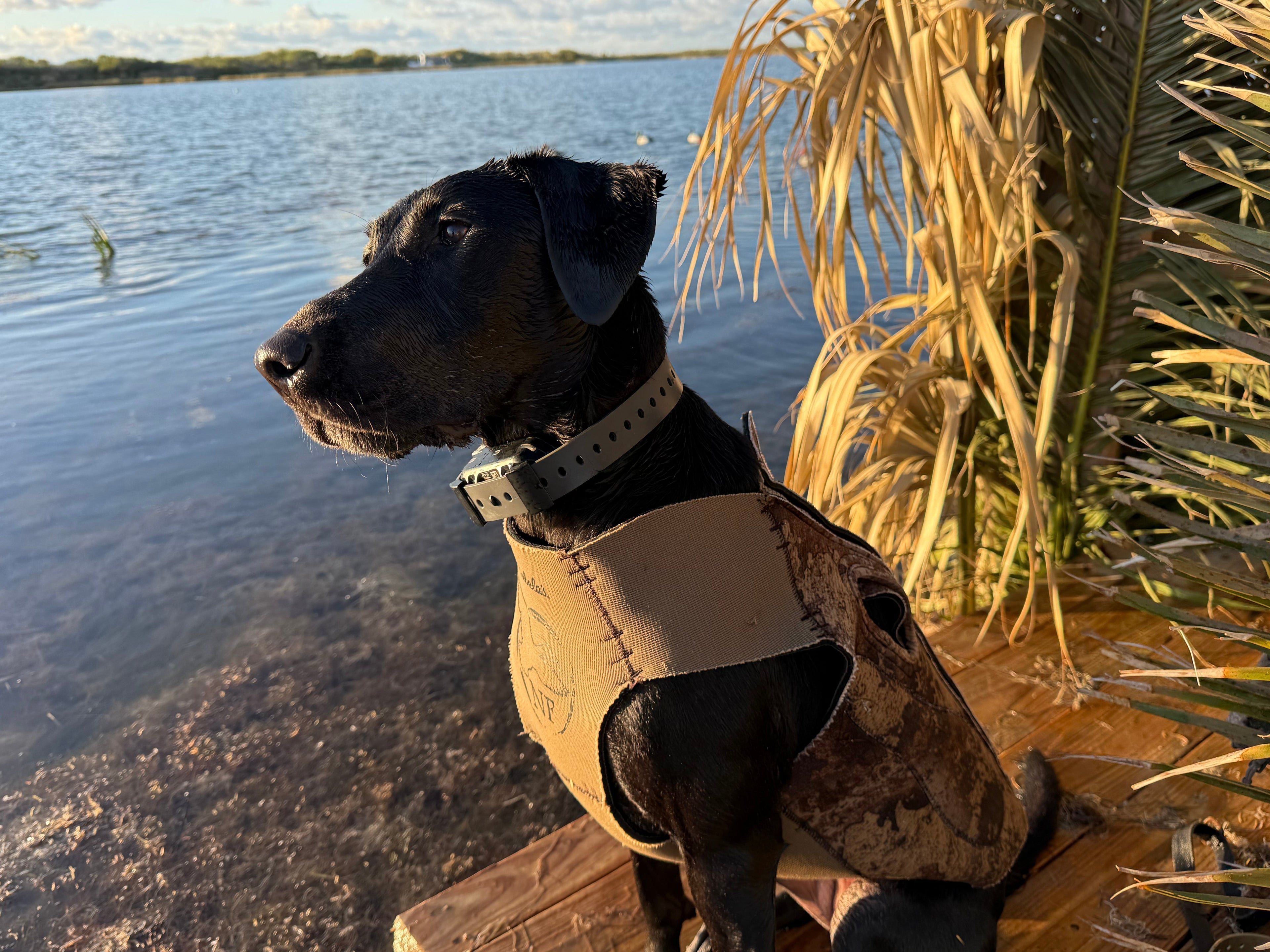 Training Collar Setup Hoss Straps™ - Lazy Paper Club