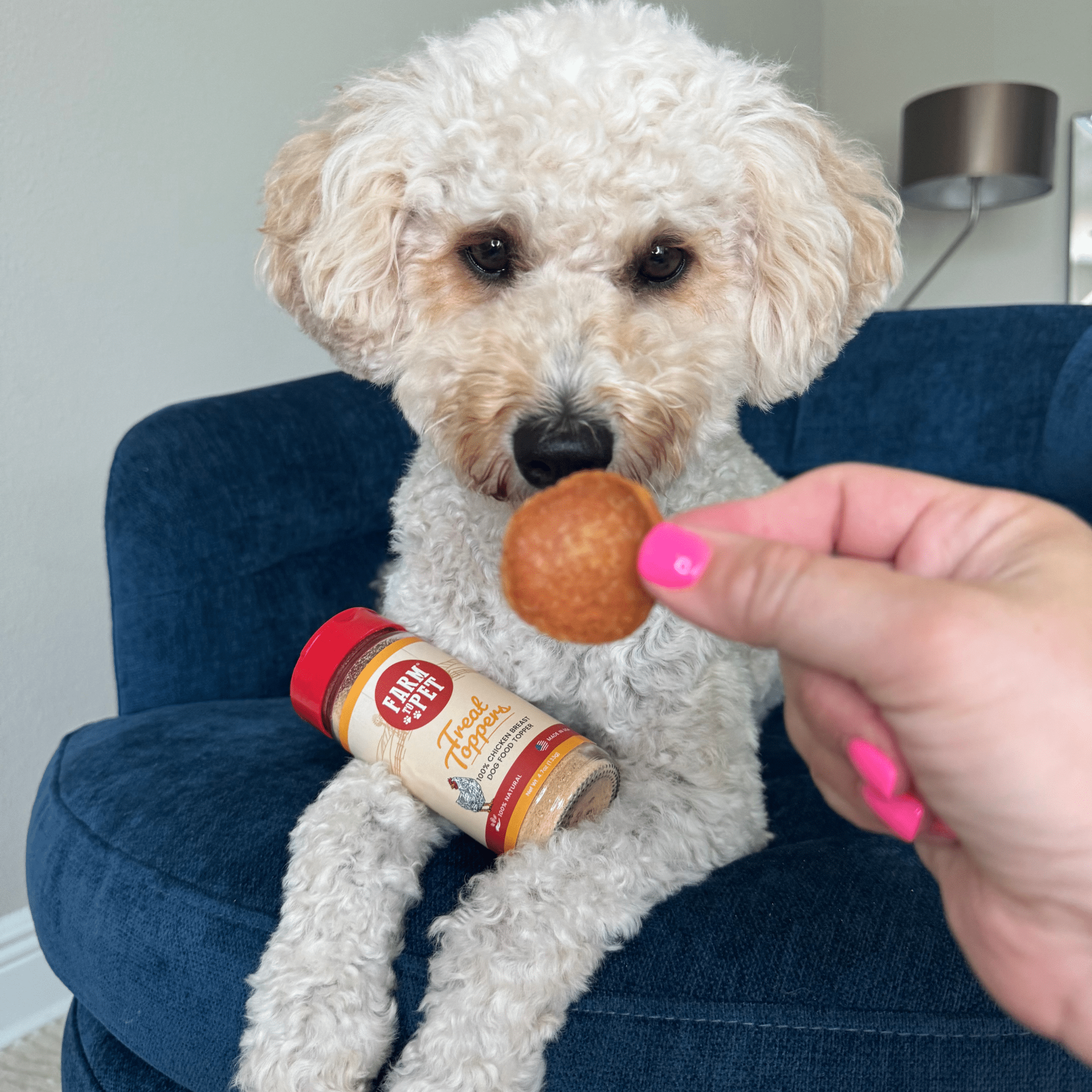 Treat Topper Chicken Dog Food Topper | Healthy Meal Supplement for Dogs Topper - Lazy Paper Club
