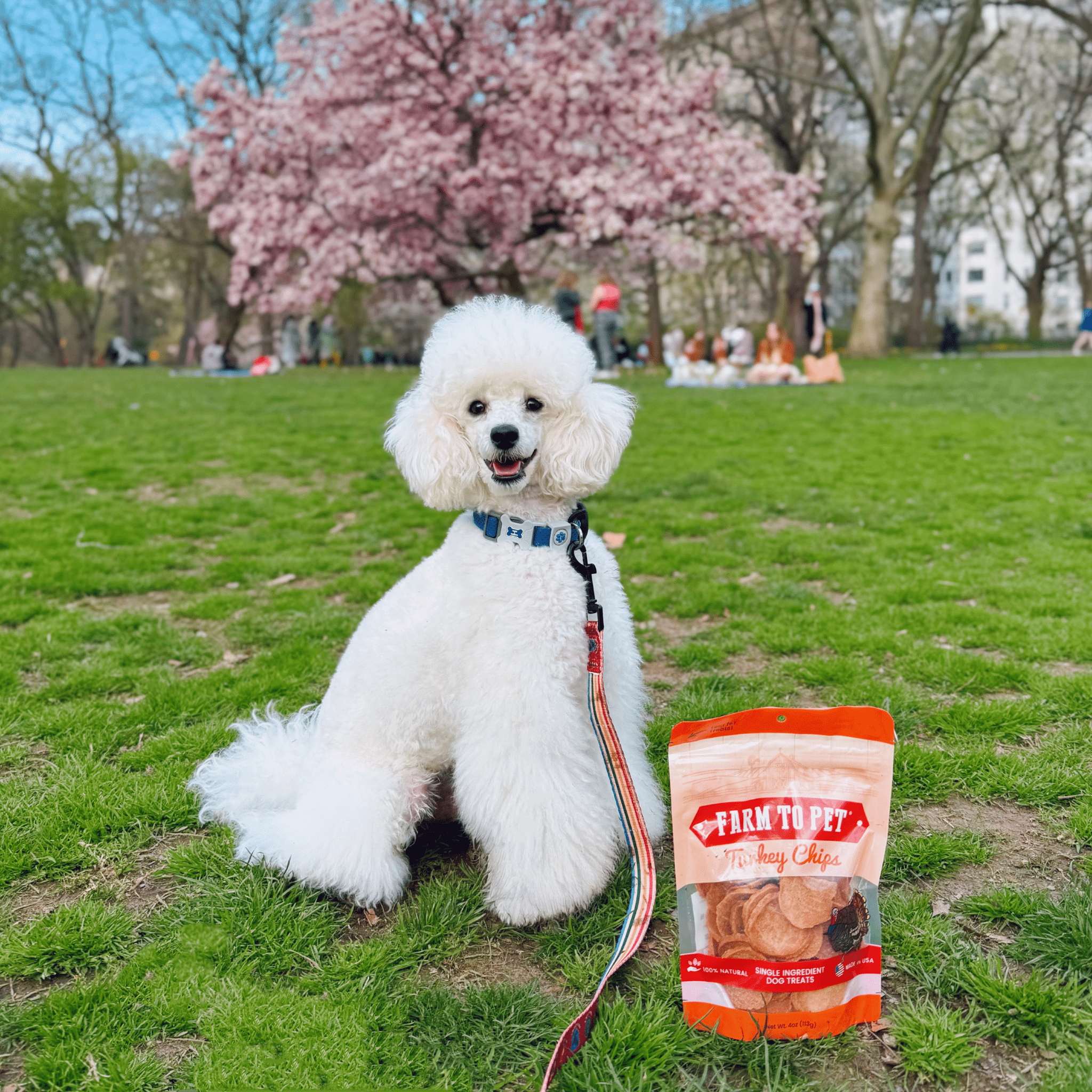 Turkey Chips for Dogs | All-Natural Single-Ingredient Healthy Dog Treats Chip - Lazy Paper Club