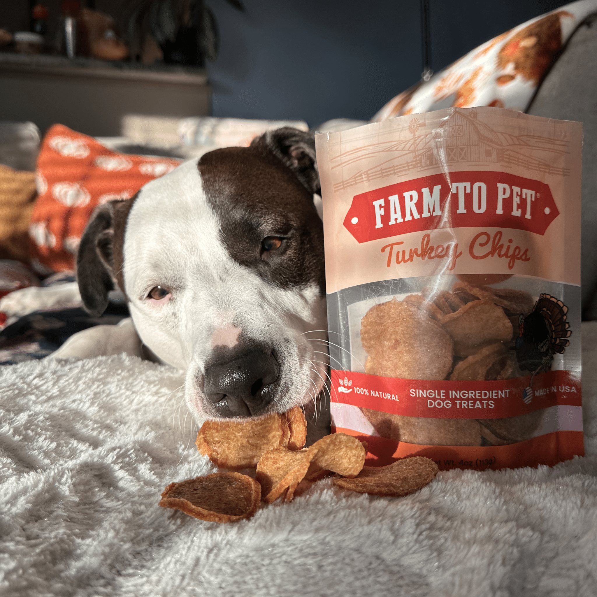 Turkey Chips for Dogs | All-Natural Single-Ingredient Healthy Dog Treats Chip - Lazy Paper Club