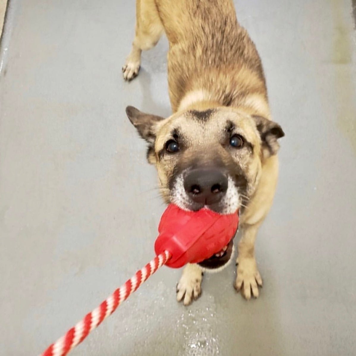 USA-K9 Grenade Rubber Dog Chew Toy | K9 Handler Reward Toy | Blue | USA Made Rubber Dog Toys - Lazy Paper Club