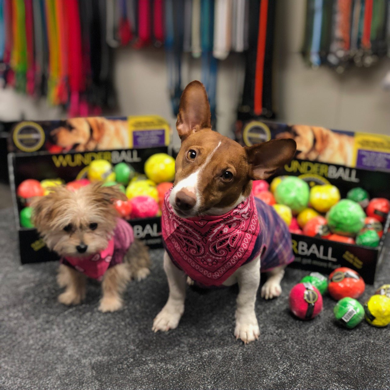 WUNDERball - Best Fetch Toy - Lazy Paper Club