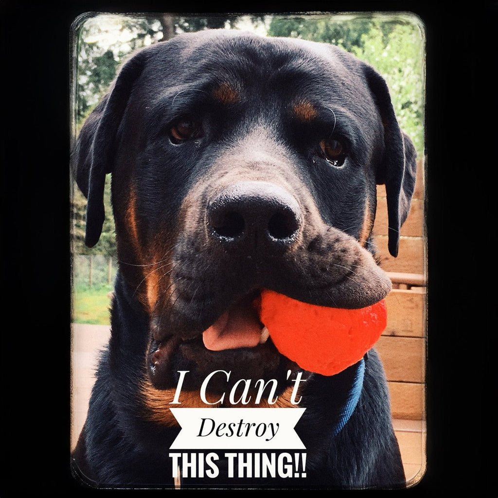 WUNDERball - Best Fetch Toy - Lazy Paper Club